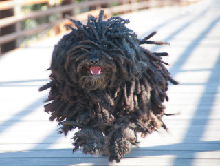 Illustration for article titled Zuck Is Having a Baby, But What About That Adorable Dog?